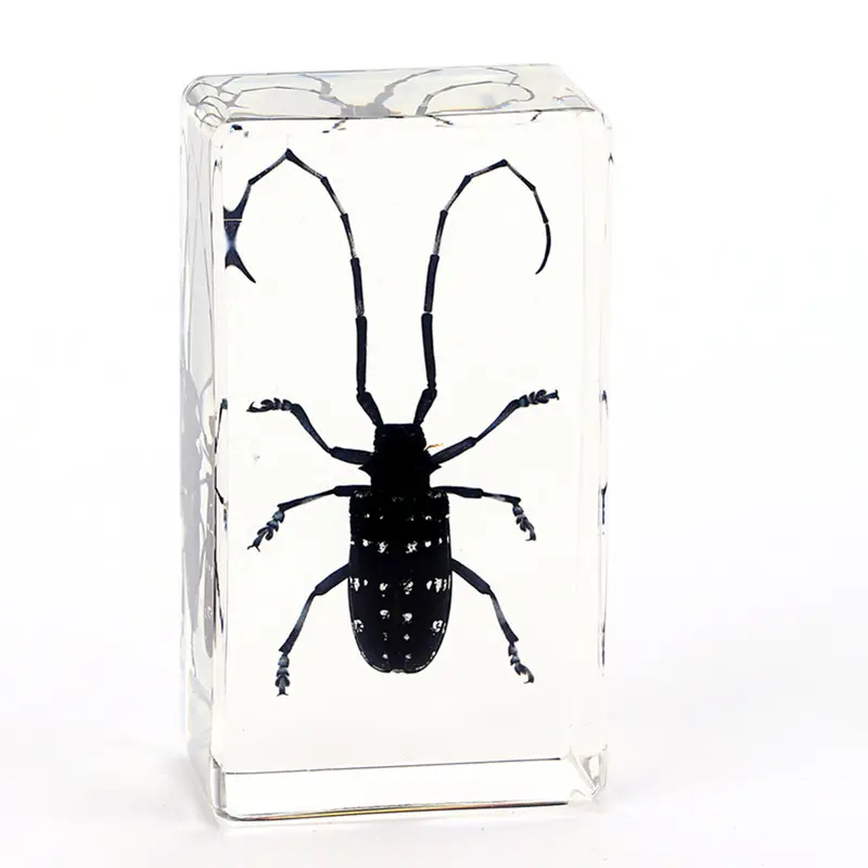 Insekten Exemplare in klarem Briefbeschwerer Acryl Handwerk Hausspinne 