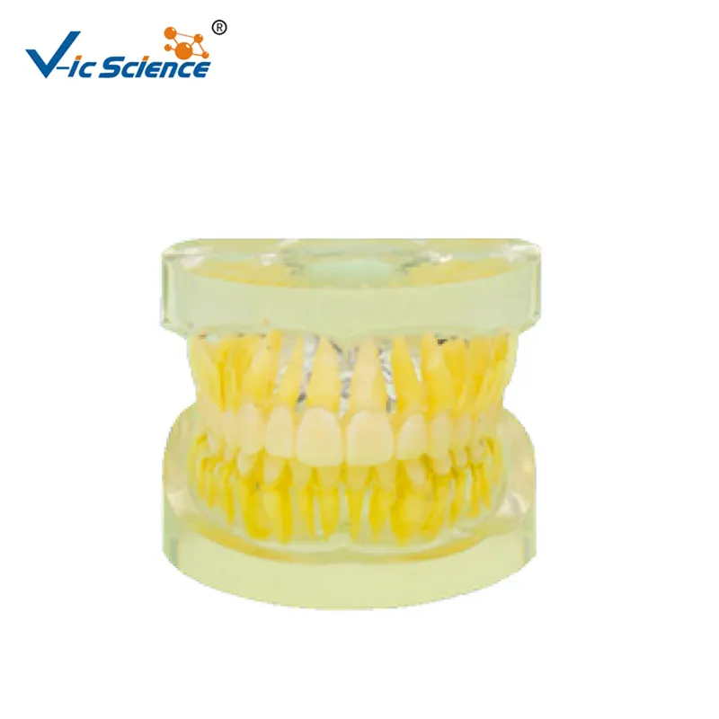 Transparent Flexible Glue Standard Teeth Dental Model Extractable Tooth for Oral Surgery Training