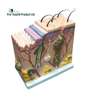 Modello anatomico della <span class=keywords><strong>pelle</strong></span> della struttura <span class=keywords><strong>umana</strong></span> amplificato 50 volte per l'insegnamento - Product Image 1