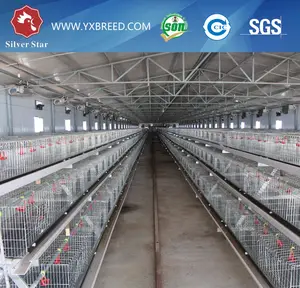 jaula del pollo automática de la avicultura en el ecuador