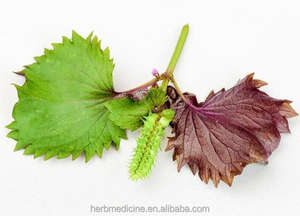 Especias secas y té de alta calidad, hoja de Perilla natural, hojas de perilla total - Product Image 6