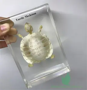 Sekolah Pemasok Turtle Kerangka Mengajar Spesimen Spesimen Resin