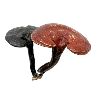 कम कीमत आसानी से अवशोषित सूखे Reishi मशरूम बीजाणु पाउडर Reishi कार्बनिक निकालने - Product Image 1