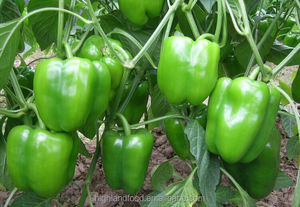 Di alta Qualità Secca Disidratata Peperone Verde - Product Image 6