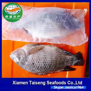 Tout le tour frais exotique Seafoods de Tilapia congelé de les entreprises chinoises