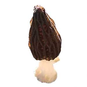 Mozo fermier champignon noir, vente en gros, <span class=keywords><strong>prix</strong></span> d'usine - Product Image 1