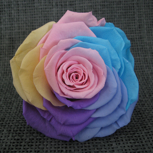 HFlora 4-5 cm 8 Peças/ Caixa Cabeça de Flor Rosa Preservada em Cores Arco-Íris para o Dia dos Namorados e Formatura - Product Image 1