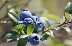 Haute qualité 100% huile essentielle de graines de myrtille pure pressée à froid pour l'aromathérapie cosmétique directe inde grossiste huile de qualité supérieure - Product Image 2