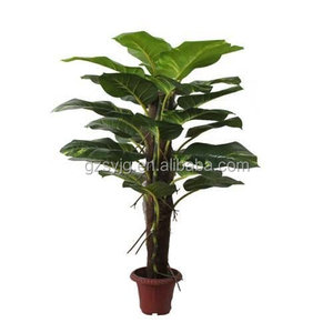 Meilleures ventes : Plante d'intérieur <span class=keywords><strong>en</strong></span> <span class=keywords><strong>pot</strong></span> <span class=keywords><strong>en</strong></span> plastique, Pothos doré / <span class=keywords><strong>Arum</strong></span> de la famille des Aroéacées, plante à feuilles persistantes, Bonsaï, Plante porte-bonheur pour la décoration - Product Image 1