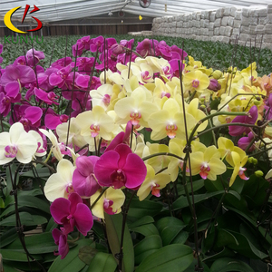 Zona tropicale Standard falena orchidea piantine di fiori Taiwan vaso di orchidee dendrobium serra con ombreggiatura <span class=keywords><strong>per</strong></span> la vendita - Product Image 6