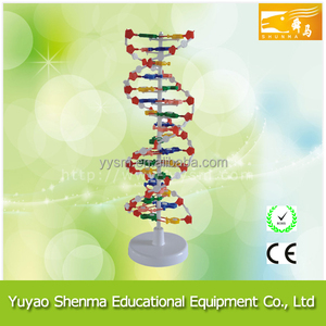 DNA modelo biológico molécula de <span class=keywords><strong>ADN</strong></span> de ampliar la educación modelo de estructura - Product Image 1
