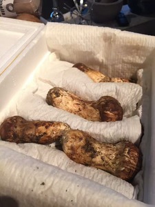 Detan fresco salvaje <span class=keywords><strong>tricholoma</strong></span> <span class=keywords><strong>matsutake</strong></span> - Product Image 4