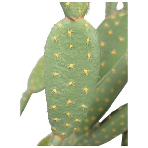 Artificielle <span class=keywords><strong>cactus</strong></span> plantes <span class=keywords><strong>grand</strong></span> en <span class=keywords><strong>grand</strong></span> en pot hôtel jardin célébration de fête cadeau décor <span class=keywords><strong>cactus</strong></span> - Product Image 4