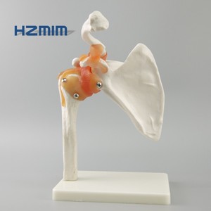 Mô Hình Bộ Xương Mô Phỏng Của Con Người, Mô Hình Khớp Vai Với Dây Chằng - Product Image 4