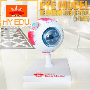 Mô Hình Mắt Giải Phẫu Mở Rộng Nâng Cao Từ Nhà Máy Trực Tiếp - Product Image 2