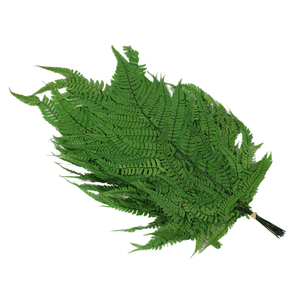Plantes éternelles naturelles conservées, grandes feuilles de <span class=keywords><strong>fougère</strong></span> conservées, grandes plantes à feuilles vertes - Product Image 3
