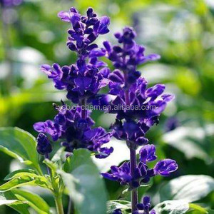 Alta calidad kosher GMP natural Clary Sage extracto sclareolide/ácido carnósico - Product Image 3