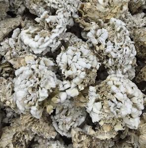 Funghi Secchi Naturali Schizophyllum <span class=keywords><strong>Commune</strong></span> in Vendita - Product Image 3