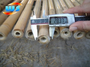 Canna di bambù Tonkin - Product Image 6