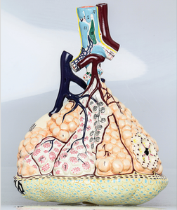 GelsonLab HSBM-248A 확대 플라스틱 인간의 lobule과 폐의 폐포 모델 - Product Image 2