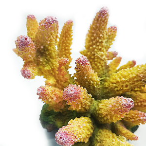 Adorno de <span class=keywords><strong>Coral</strong></span> de Resina Artificial para Pecera, Decoración de Acuario, Corales Decorativos Artificiales - Product Image 5
