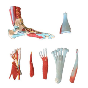 Gelsonlab HSBM-329 vida tamaño músculo humano modelo de pie 7 piezas - Product Image 2