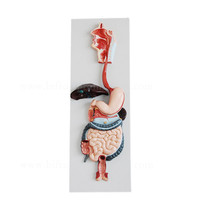 Modelo de Torso Humano con Órganos Vívidos del Sistema Digestivo