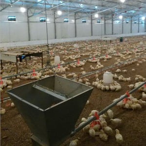 Poultry equipment proveedor en China , automático de pollos de engorde pollo forraje sistema - Product Image 2