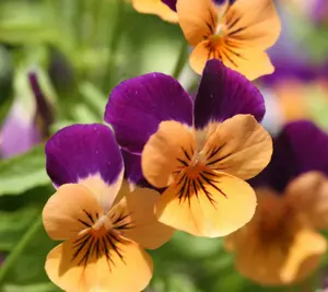 Pansy Extract/Viola tricolor extract