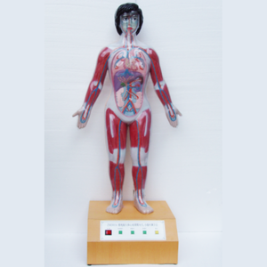 Gelsonlabは、医療科学における人間の心臓の周期とサイズを実証するためのマイクロコンピューターモデルをHSEM-022しました - Product Image 2