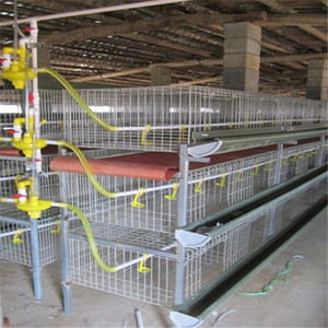 Broiler Chicken <strong>Cage</strong> and Laying Battery <strong>Hens</strong> <strong>Cage</strong> Poultry Farming Equipment - Product Image 5