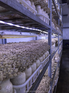 Detan Brun Shimeji Journaux Sacs De Champignons - Product Image 2
