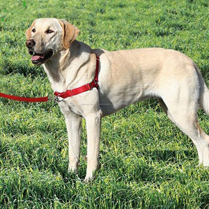 De frente de Denim correa de trineo de impresión de algodón de calidad arnés <span class=keywords><strong>del</strong></span> perro - Product Image 6