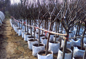 2021 fabbrica formato personalizzato biodegradabile eco friendly pianta crescere tessuto alimentazione semi vivaio sacchetto non tessuto - Product Image 5