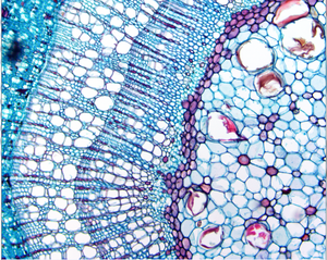 AOFUSEN H2307 14MP USB 2.0 Digital Camera for <strong>Microscope</strong> with Trinocular Drawtube and 30fps Frame Rate - Product Image 3