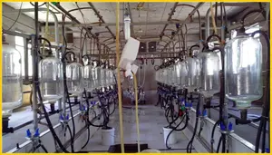 automatic fish-bone milking parlour
