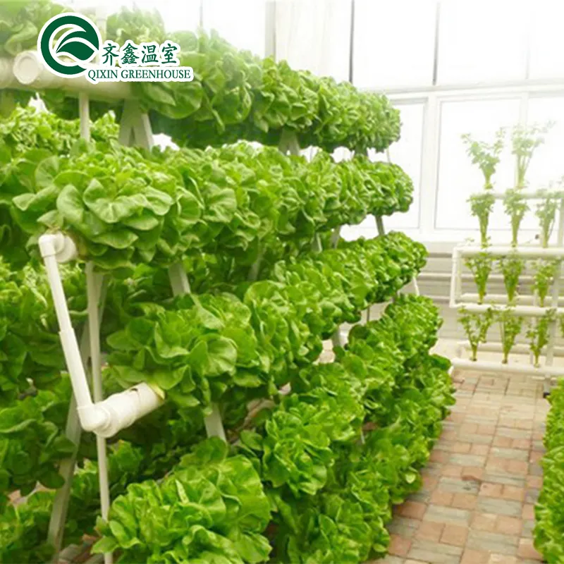 Vertical Lettuce Hydroponic System PC Sheet Greenhouse Sales Netherlands