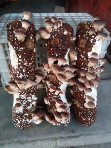 Detan Eryngii Champignons Journaux/la <span class=keywords><strong>Culture</strong></span> des Champignons <span class=keywords><strong>Kit</strong></span> - Product Image 6