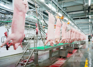 Completa linea di macellazione per pig schlachtung ausrstung schwein macchine abattoir porc - Product Image 3