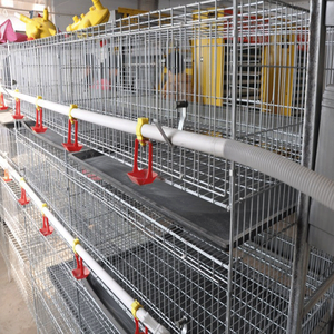 Tedarik sıcak satış ucuz horoz Broiler - Product Image 3