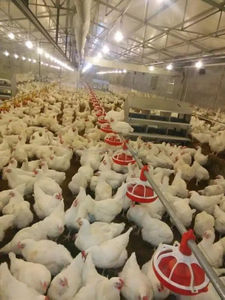Responsable de la instalación de equipos de granja de animales para pollos de engorde y <span class=keywords><strong>gallinas</strong></span> - Product Image 3