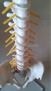 Modelo de Columna Vertebral de Plástico de Tamaño Natural con Pelvis - Product Image 5
