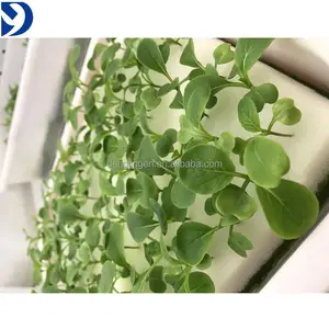 hydrophilic foam hydroponic aeroponic plant seed grow sponge