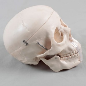 Nhà Máy bán hàng trực tiếp 1:1 con người giải phẫu mô hình cho y tế giảng dạy và học tập sọ mô hình với não - Product Image 2