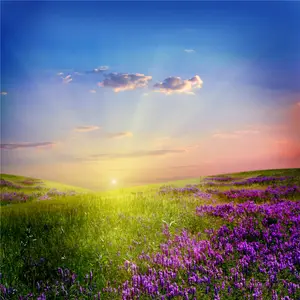 Colorful lavender grassland wallpaper for household sunset decorative home murals