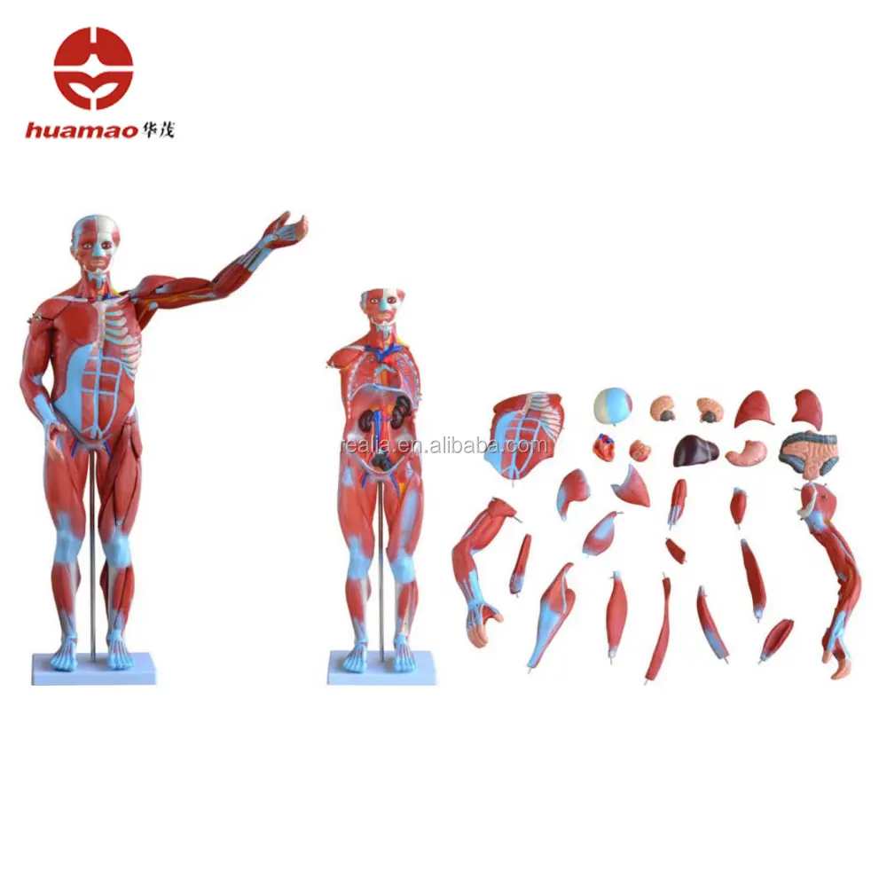 HM-BD-145 insan vücudu modeli insan kas anatomisi modeli