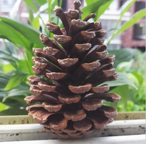 Décorations de Noël en cône de pin naturel de marque HE, <span class=keywords><strong>pas</strong></span> <span class=keywords><strong>cher</strong></span>, avec couleur personnalisée, taille 2-20 cm, MOQ 500 pièces - Product Image 1