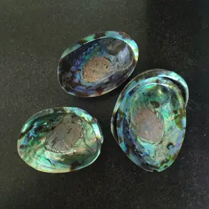 Factory directly sales big green abalone shell polished in stock with good price