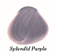 Splendid purple