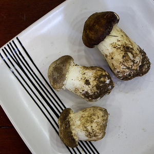 Detan secas <span class=keywords><strong>Agaricus</strong></span> blazei setas precio - Product Image 2